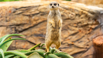 Meerkat on guard