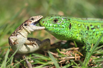 Allphotokz Lizards 20100508 8572 1DM3