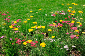 Chiba yarrow in the wild