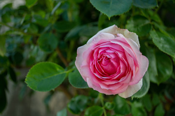 Rosa Rosen, Biedermeier, Rosenstadt Putbus auf Rügen