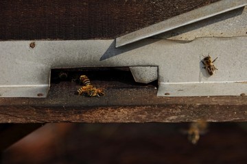 farming honey bees