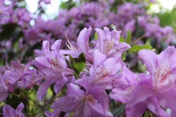 Fioletowe Kwiaty © Bogumi