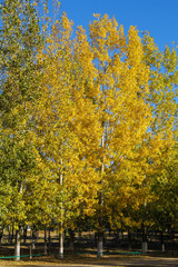 Naklejka premium Yellow and green trees in quiet park. Autumn concept. 