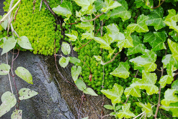 Fototapeta premium 雨後の瑞々しい緑色のマンネングサ