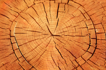 Fototapeta premium tree annual ring as a background