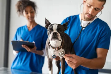 Abwaschbare Fototapete Tierärzte Tierarzt untersucht Hund