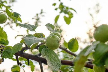 young green apples on a branch after a rain. Apple fruits Выделите текст, чтобы посмотреть примеры