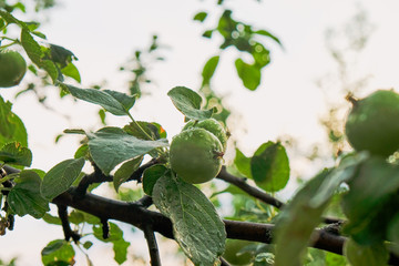 young green apples on a branch after a rain. Apple fruits Выделите текст, чтобы посмотреть примеры