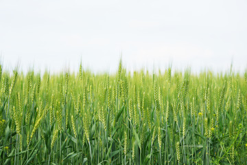 green grass isolated on white background