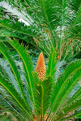 Taiwan cycad male flower