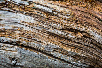 Naklejka premium Macro Texture of Raw Wood