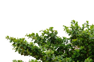 Indian almond tree with leaves branches on white isolated background for green foliage backdrop