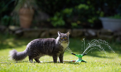 young blue tabby maine coon cat standing next to water sprinkler in the back yard on grass looking at camera on a sunny summer day