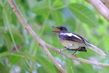 An oriental magpie robin bird sitting on a branch in a tall tree at the park and shouting out 