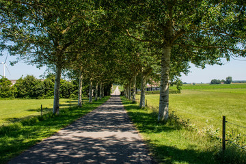 Fototapeta na wymiar Road with trees leading to farm in Zeelanbd, Holland