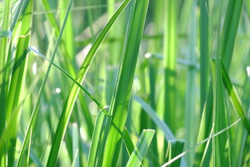 In selective focus of water grass plant leaves growing in a swamp with warm sun light and dark background 