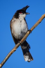 Red Whiskered Bulbul bird