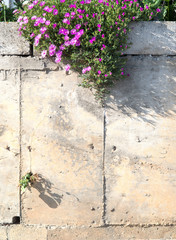 Green grass on stone floor background.