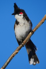 Red Whiskered Bulbul isolated on Blue
