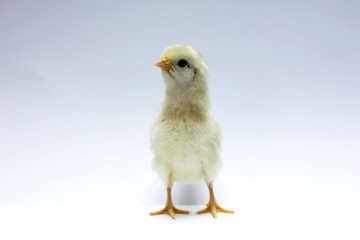 beautiful little chicken isolated on the white blackground