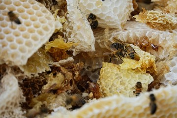 farming honey bees