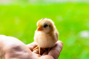 Chick young baby in hand . Baby chick cute innocent Concept. One day chick in nature