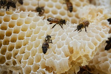 farming honey bees