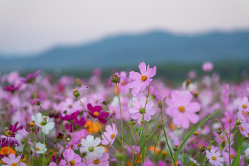 colorful flower filed in sunset with mountain background