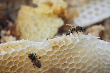 farming honey bees