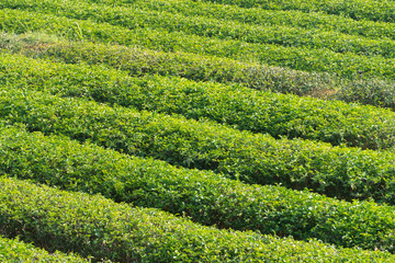 The plant fields of green tea