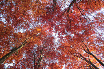 Red forest with blue sky in autumn.