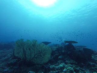 Fototapeta na wymiar Crystal clear water on the Togean Islands, Indonesia.