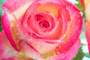 Close up view of a beautiful yellow and pink rose with drops of water. Macro image. Fresh beautiful flower as expression of love and respect for postcard and wallpaper. Horizontal. Back light