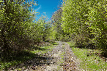 Path Through Green Thicket