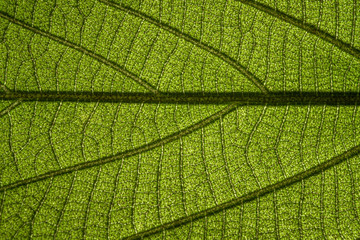 leaf close up in the detail