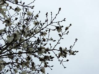 Magnolia Lebner, Magnolia × loebneri Merrill, during flowering