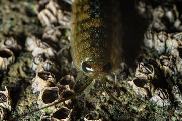 sea slater on wave dissipating concrete block