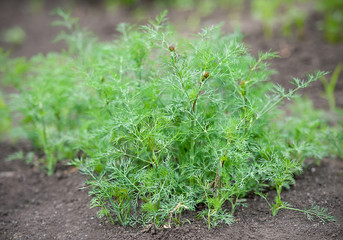 Fresh dill (Anethum graveolens) growing on the vegetable bed. Annual herb, family Apiaceae.  Growing fresh herbs. Green plants in the garden, ecological agriculture for producing healthy food concept