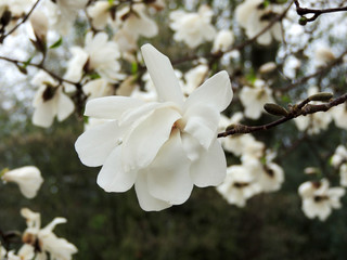 Magnolia Lebner, Magnolia × loebneri Merrill, during flowering