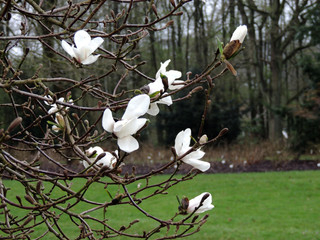 Magnolia Lebner, Magnolia × loebneri Merrill, during flowering