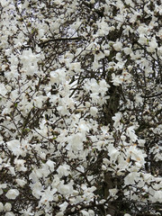 Magnolia Lebner, Magnolia × loebneri Merrill, during flowering