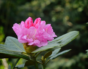 Rhododendron flower close-up blooms in the garden.