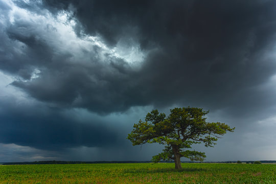 Dark thunderstorm clouds over the oak tree