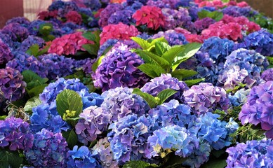 blue hydrangea flowers, purple. 