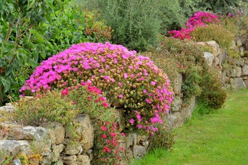 Magnifiques fleurs dans les pierres en Bretagne. France