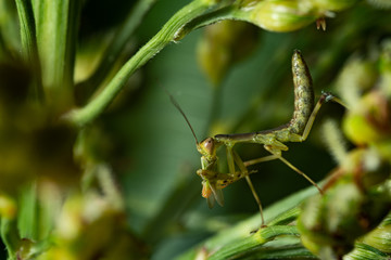 close up mantis larvae eating bag on sorghum flower
