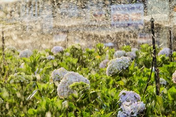 vibrant hydrangea flowers blossom