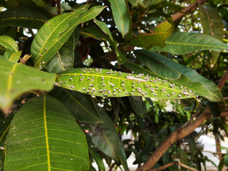 Plant Pathology,Gall midge in mango leaf