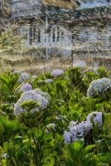 vibrant hydrangea flowers blossom