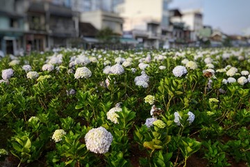vibrant hydrangea flowers blossom